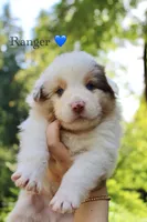 Ranger , a male Australian Shepherd for sale in Arlington, WA – 1 of 2