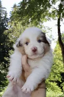 Ranger , a male Australian Shepherd for sale in Arlington, WA – 2 of 2