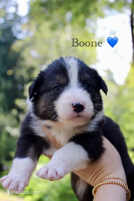 Boone  – Australian Shepherd puppy for sale in Arlington, WA