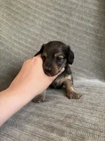 Brook, a female Miniature Dachshund for sale in Arlington, WA – 6 of 6