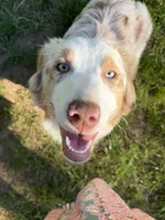 Nova, a female Australian Shepherd and Miniature American Shepherd for sale in Arlington, WA – 5 of 5