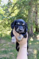 Creek, a male Miniature Dachshund for sale in Arlington, WA – 2 of 8