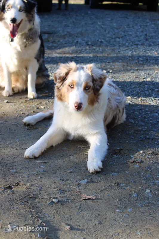 Nova – Australian Shepherd, Miniature American Shepherd puppy for sale in Arlington, WA