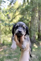 Brook, a female Miniature Dachshund for sale in Arlington, WA – 3 of 6