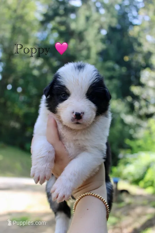 Poppy – Australian Shepherd puppy for sale in Arlington, WA