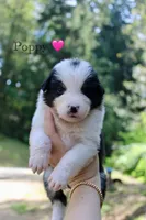 Poppy, a female Australian Shepherd for sale in Arlington, WA – 1 of 2