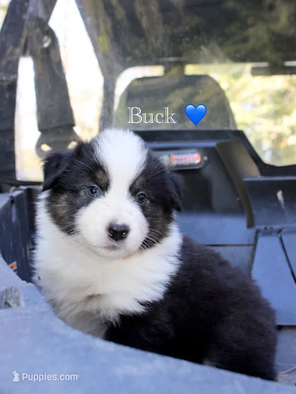 Buck – Australian Shepherd puppy for sale in Arlington, WA