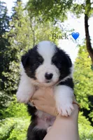 Buck, a male Australian Shepherd for sale in Arlington, WA – 2 of 2