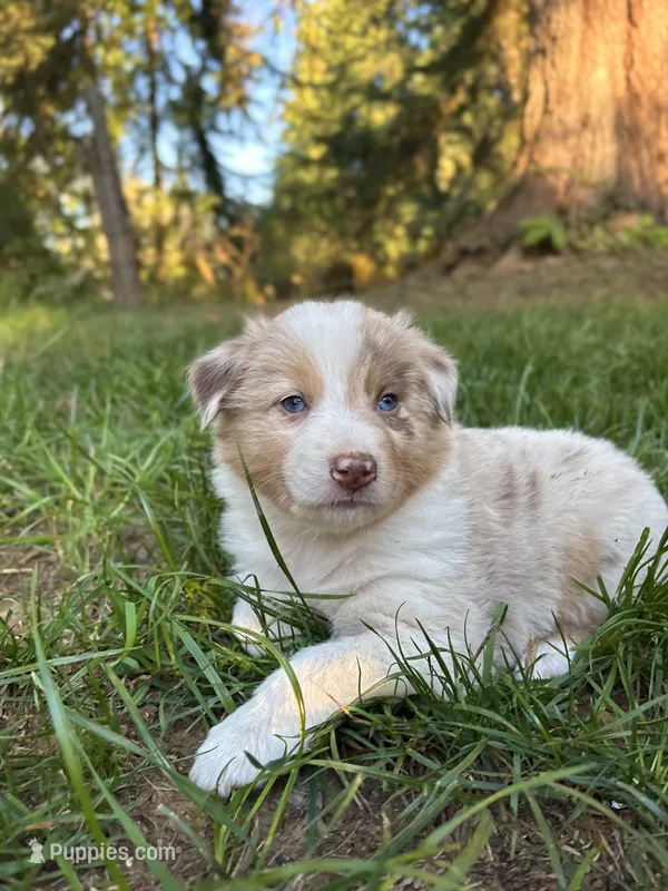 Willow – Australian Shepherd puppy for sale in Arlington, WA