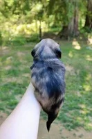 Cove, a female Miniature Dachshund for sale in Arlington, WA – 4 of 5