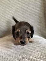 Brook, a female Miniature Dachshund for sale in Arlington, WA – 4 of 6