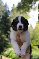 Daisy, a female Australian Shepherd for sale in Arlington, WA – 2 of 2