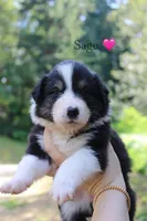 Sage, a female Australian Shepherd for sale in Arlington, WA – 2 of 2