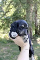 Creek, a male Miniature Dachshund for sale in Arlington, WA – 7 of 8