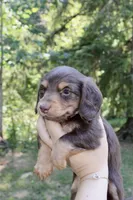 Rain , a female Miniature Dachshund for sale in Arlington, WA – 4 of 8