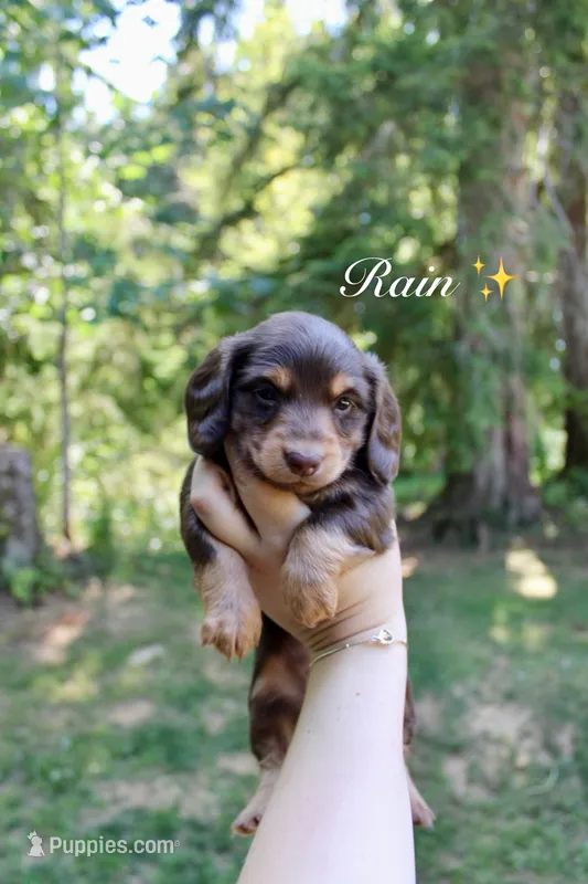 Rain  – Miniature Dachshund puppy for sale in Arlington, WA