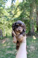 Rain , a female Miniature Dachshund for sale in Arlington, WA – 1 of 8