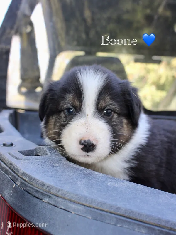 Boone  – Australian Shepherd puppy for sale in Arlington, WA