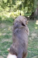 Misty, a female Miniature Dachshund for sale in Arlington, WA – 4 of 7