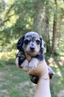 River, a male Miniature Dachshund for sale in Arlington, WA – 3 of 7
