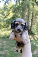 Cove, a female Miniature Dachshund for sale in Arlington, WA – 5 of 5