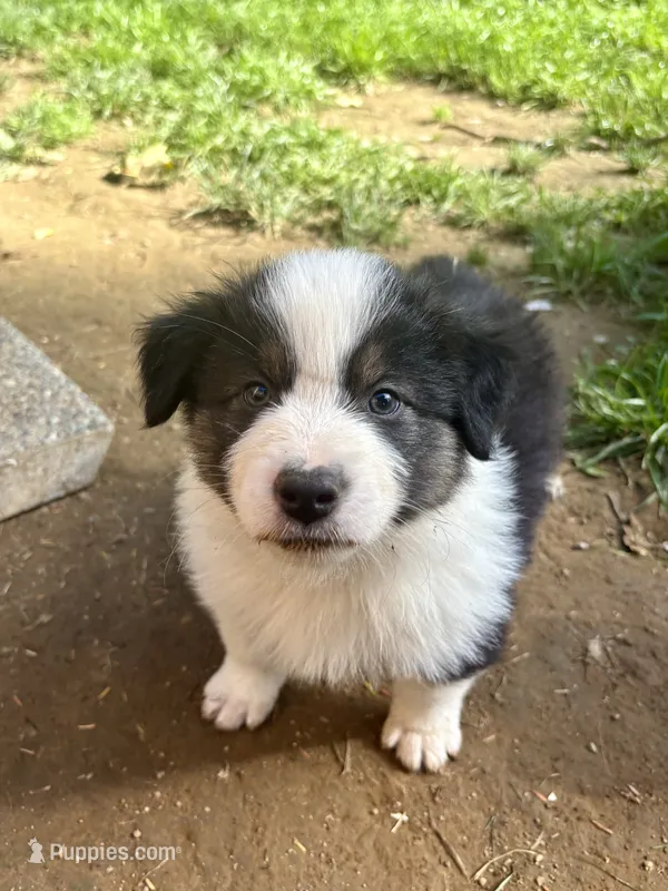 Buck – Australian Shepherd puppy for sale in Arlington, WA