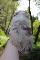 Willow, a female Australian Shepherd for sale in Arlington, WA – 2 of 2