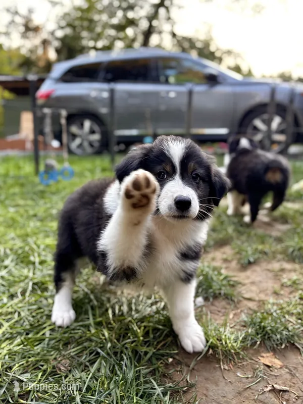 Sage – Australian Shepherd puppy for sale in Arlington, WA