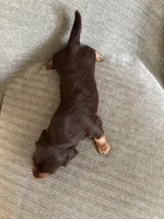 Rain , a female Miniature Dachshund for sale in Arlington, WA – 7 of 8