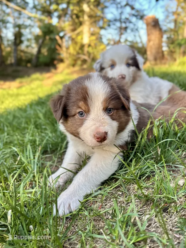 Aspen – Australian Shepherd puppy for sale in Arlington, WA