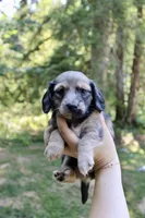Cove, a female Miniature Dachshund for sale in Arlington, WA – 2 of 5