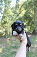 Creek, a male Miniature Dachshund for sale in Arlington, WA – 3 of 8