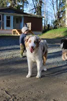 Nova, a female Australian Shepherd and Miniature American Shepherd for sale in Arlington, WA – 3 of 5