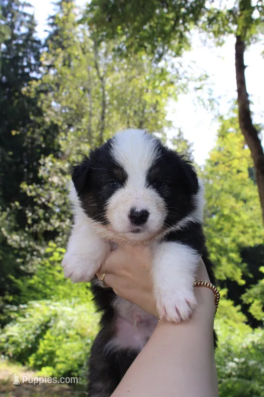 Buck – Australian Shepherd puppy for sale in Arlington, WA