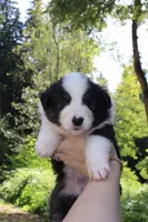 Buck, a male Australian Shepherd for sale in Arlington, WA – 1 of 2