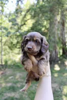 Misty, a female Miniature Dachshund for sale in Arlington, WA – 2 of 7