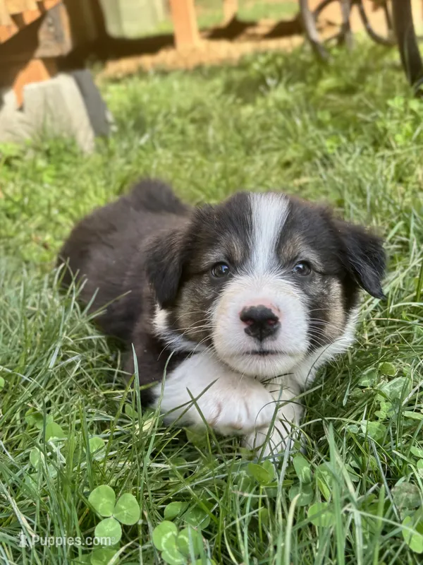 Boone  – Australian Shepherd puppy for sale in Arlington, WA
