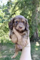 Misty, a female Miniature Dachshund for sale in Arlington, WA – 5 of 7