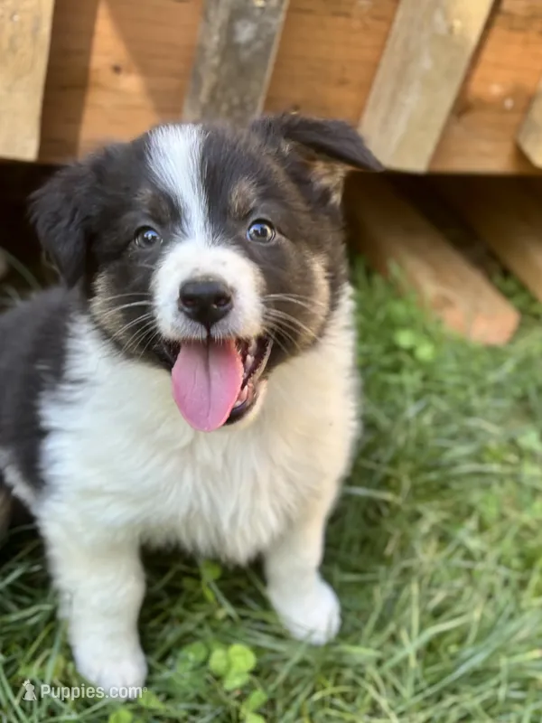 Daisy – Australian Shepherd puppy for sale in Arlington, WA