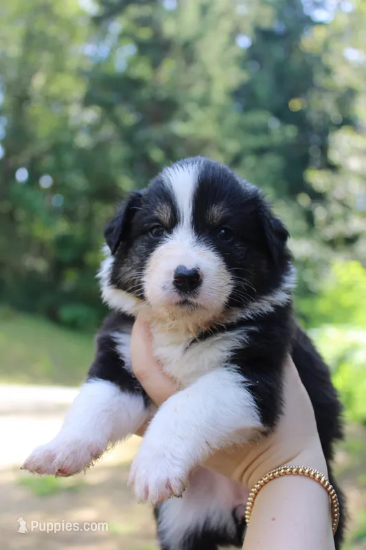 Sage – Australian Shepherd puppy for sale in Arlington, WA