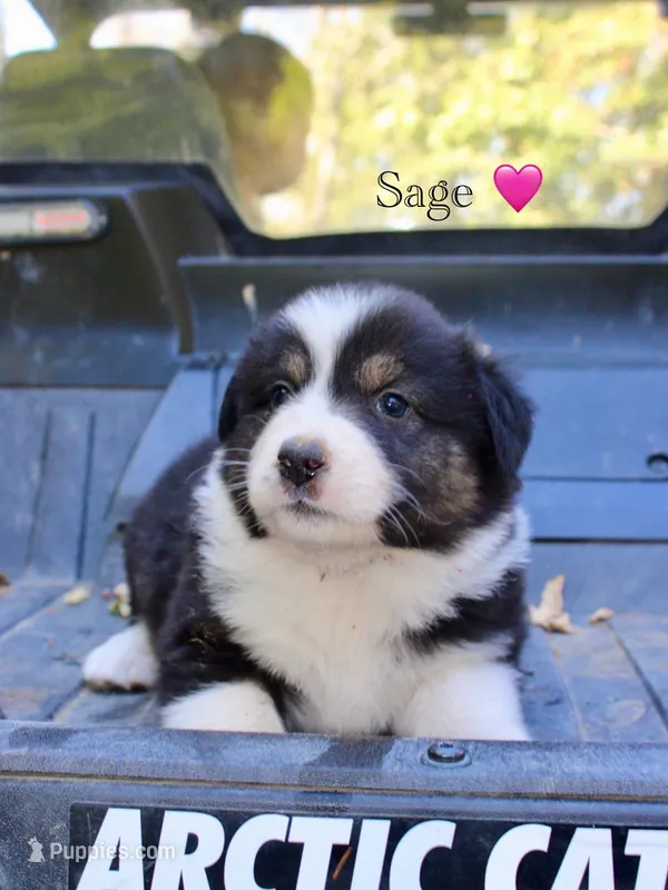 Sage – Australian Shepherd puppy for sale in Arlington, WA