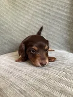 Rain , a female Miniature Dachshund for sale in Arlington, WA – 6 of 8