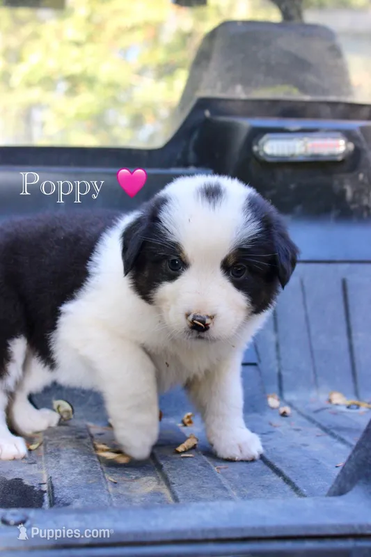 Poppy – Australian Shepherd puppy for sale in Arlington, WA