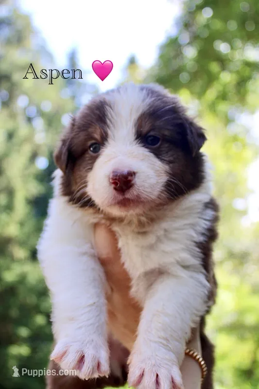 Aspen – Australian Shepherd puppy for sale in Arlington, WA