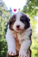 Aspen, a female Australian Shepherd for sale in Arlington, WA – 1 of 1