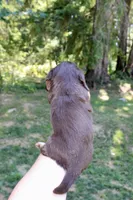 Rain , a female Miniature Dachshund for sale in Arlington, WA – 5 of 8