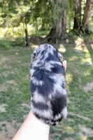 River, a male Miniature Dachshund for sale in Arlington, WA – 5 of 7