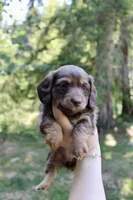 Misty, a female Miniature Dachshund for sale in Arlington, WA – 6 of 7
