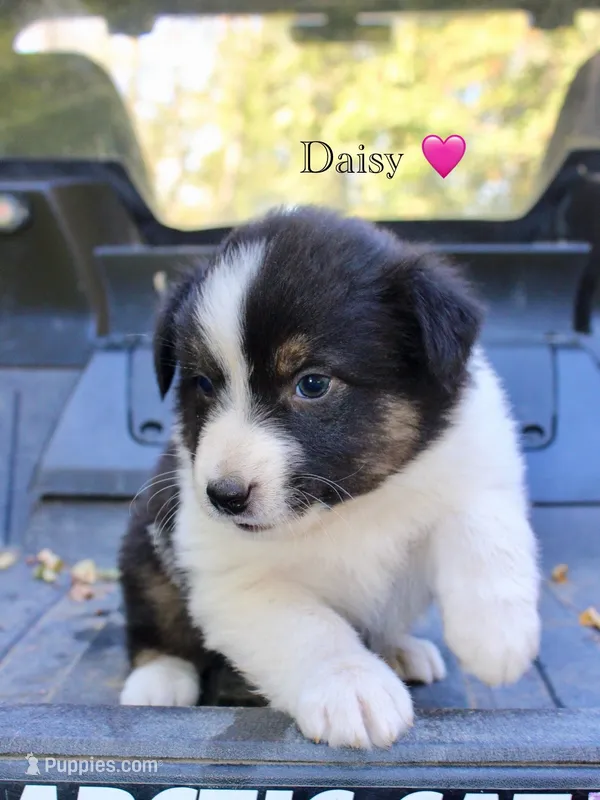 Daisy – Australian Shepherd puppy for sale in Arlington, WA