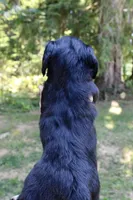Creek, a male Miniature Dachshund for sale in Arlington, WA – 8 of 8
